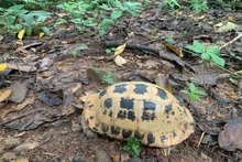 La tortue à tête jaune est inscrite dans le Livre rouge du Vietnam et sur la liste des espèces menacées de l’Union internationale pour la conservation de la nature (UICN). Photo : VNA.