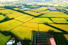 Le Vietnam et le Japon renforcent leur coopération dans le cadre du projet d’un million d’hectares de riz à faibles émissions dans le delta du Mékong