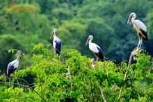 Thung Nham – Thung Chim, le royaume des oiseaux au cœur du site de Trang An, Ninh Binh