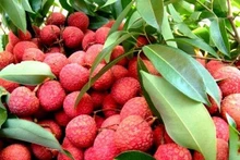 Le Vietnam, deuxième producteur mondial de litchis