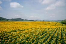 Les tournesols y sont cultivés depuis une dizaine d’années. Initialement destinés à l’alimentation des vaches laitières, les champs ont ensuite été ouverts aux visiteurs.