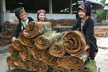 Người dân xã Đại Sơn, huyện Văn Yên thu hoạch vỏ quế. Photo: Nhandan