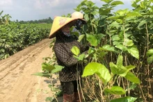 Les agriculteurs de la commune de Quy Mong, province de Lao Cai, restaurent leurs plantations de mûriers après les inondations.