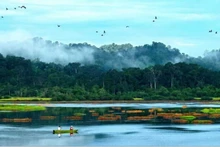 La région du sud-est du Vietnam est dotée d'un écosystème forestier d'une diversité exceptionnelle, parmi les plus riches du pays. Photo : 52hz.vn