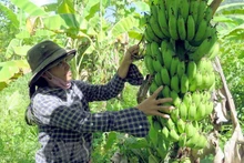 Photo : Agence vietnamienne d''Information.