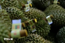 Les durians sont soigneusement triés avant d'être emballés pour l'exportation vers la Chine. Photo : Nguyen Dung/VNA.