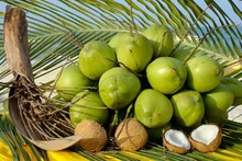 L'ascension de la noix de coco vietnamienne sur le marché mondial : entre enjeux et opportunités