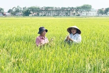 Vérification de la qualité du riz TBR225 dans la commune de Lien Mac dans le district de Me Linh de Hanoi. Photo : hanoimoi.vn