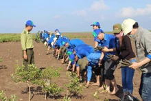 Des jeunes plantent des palétuviers dans la zone forestière côtière protégée. Photo : VNA.