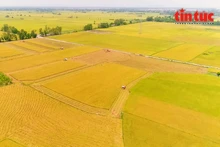 Développer une agriculture durable grâce au projet d'un million d'hectares de riz de haute qualité dans le delta du Mékong. Photo : VNA.