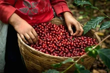 Photo : vca.org.vn
