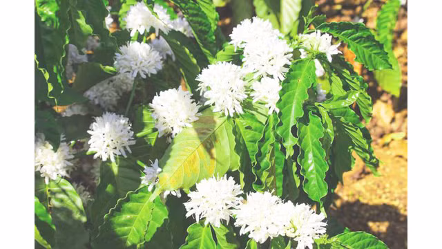 Contempler les fleurs de caféier du Tây Nguyên ảnh 4