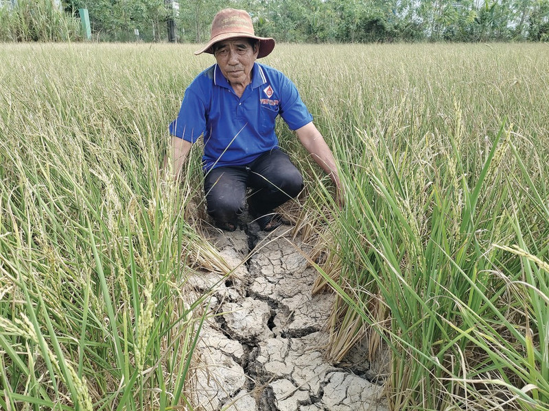 La sécheresse et la salinité s’intensifient dans le Delta du Mékong (Vietnam). Photo : VNA