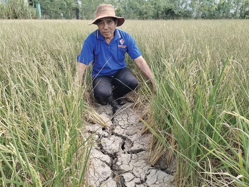 La sécheresse et la salinité s’intensifient dans le Delta du Mékong (Vietnam). Photo : VNA