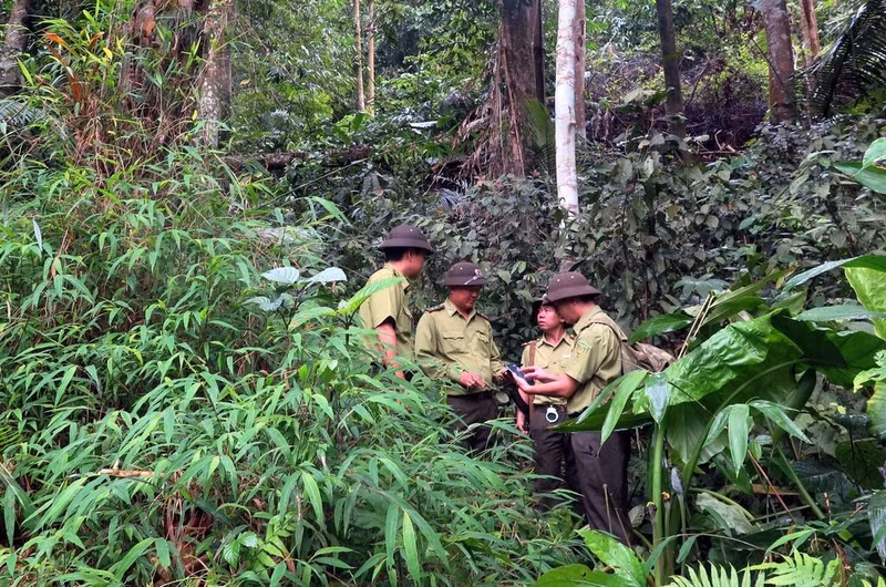 Des gardes forestiers patrouillent dans la forêt à Tuyen Quang. Photo : VNA