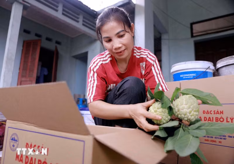 La joie des producteurs se lit sur leurs visages au moment de présenter les fruits fraîchement récoltés. Photo : VNA