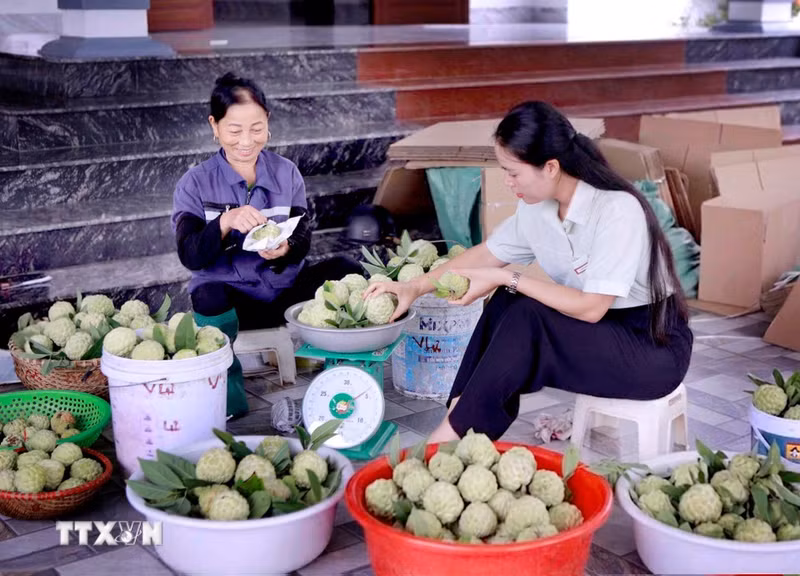 Les visiteurs sélectionnent leurs pommes-cannelle de Bo Ly directement chez les producteurs, quelques heures seulement après la récolte. Photo : VNA
