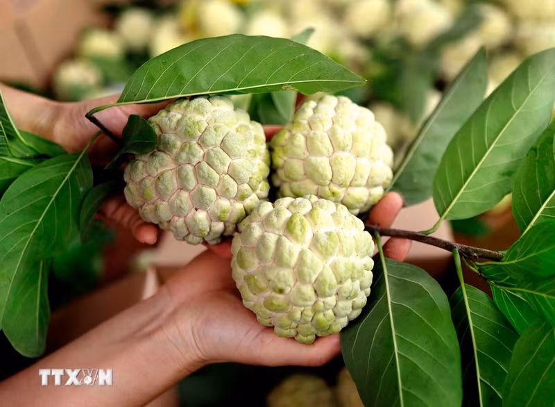 Dans les mains des cultivateurs, les pommes-cannelle aux formes généreuses révèlent toute la douceur caractéristique des vergers de Bo Ly. Photo : VNA