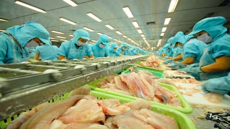 Transformation du pangasius pour l'exportation. Photo : NDEL.