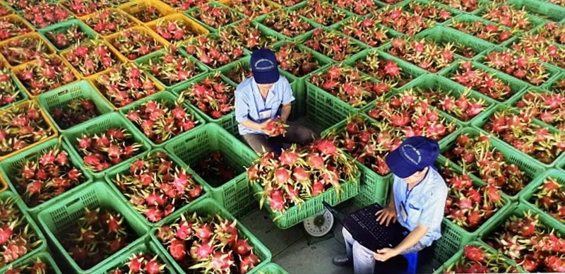 Le Vietnam est actuellement le 24ᵉ fournisseur de fruits, fleurs, légumes et produits agricoles transformés de l’UE, pour un chiffre d’affaires total de 169,5 millions de dollars, soit une hausse de 37,8 % sur un an. Photo : VNA