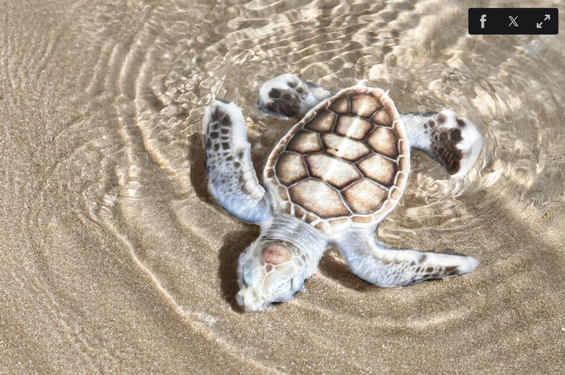 Une tortue de mer albinos. Photo : Six Senses Con Dao