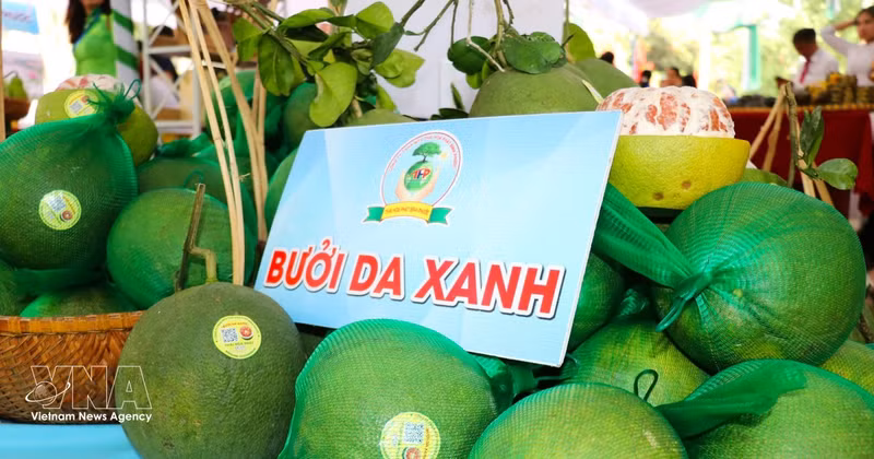 Le pamplemousse figure parmi les cinq principales cultures fruitières de la province de Dông Nai. Photo : VNA. 