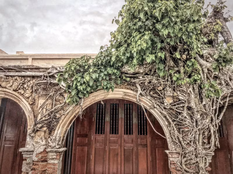 Les racines de deux arbres Bodhi renforcent non seulement la beauté ancienne de la maison communale de Tan Dong, mais elles contribuent également à soutenir la structure de l’ouvrage, évitant ainsi son effondrement après de nombreuses années d'abandon. Photo : thamhiemMekong