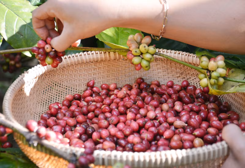 Des cerises de café récoltées dans la province de Dak Lak (hauts plateaux du Centre). 