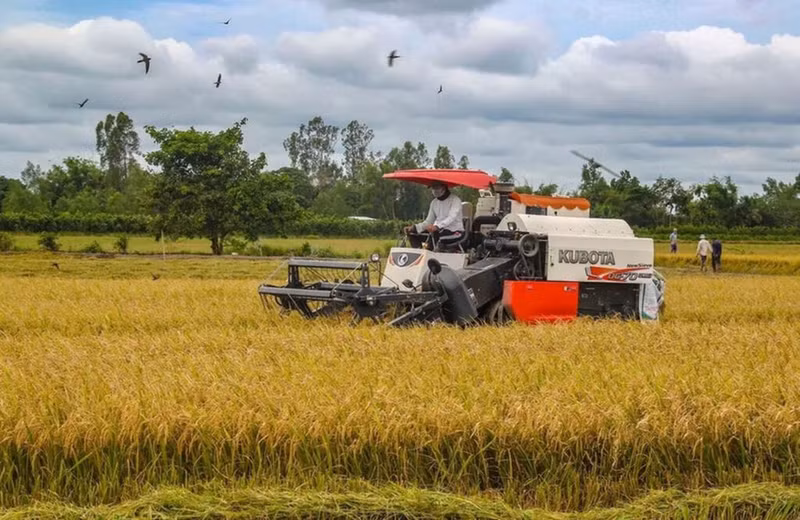 Récolte du riz dans la ville de Cân Tho (dans le delta du Mékong). Photo : VNA