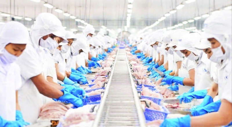 Transformation de pangasius pour l'exportation à la société par actions Vinh Hoan. Photo : THANH NGOC