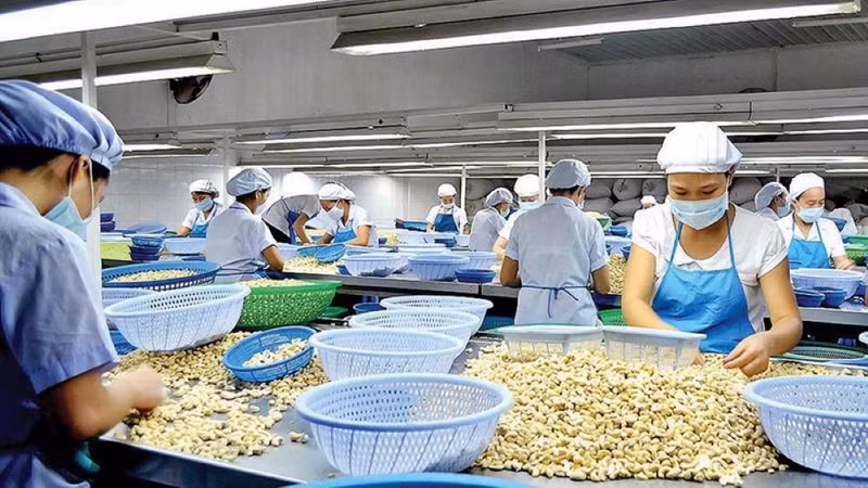 Le Vietnam est le premier exportateur mondial de noix de cajou décortiquées, représentant plus de 80 % du commerce international. Photo : congthuong.vn