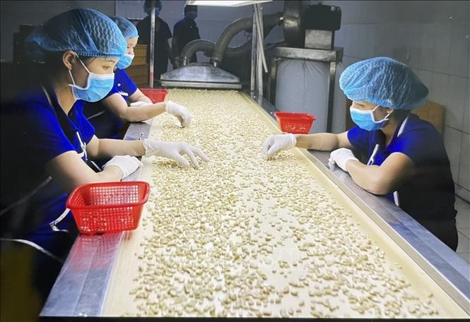 Transformation de noix de cajou pour l'exportation. Photo : congthuong.vn