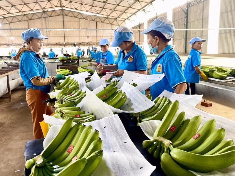 Le Vietnam pourra accroître ses parts de marché et renforcer la position de ses produits agricoles à l'international. Photo : VNA