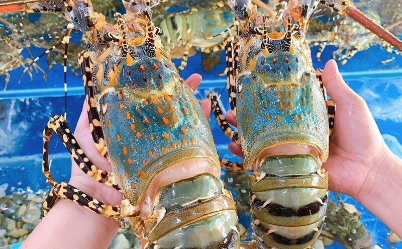 Les exportations de homard du Vietnam entrent dans une période de forte accélération en cette fin d'année. Photo : congthuong.vn