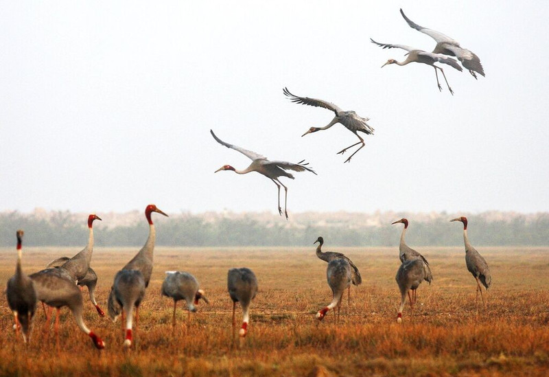Des grues antigones au Parc national de Tràm Chim. Photo : VNA.