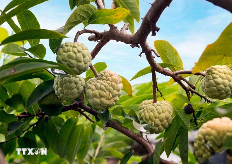 Grâce à un climat favorable et à un terroir exceptionnel, les pommes-cannelle de Bo Ly se distinguent par leur chair ferme, leur douceur subtile et leur parfum inimitable. Photo : VNA