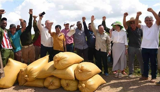 Le projet de coopération Vietnam – Cuba dans le développement de la production de riz pendant la période 2019 – 2023 a permis à Cuba de renforcer son autonomie dans la production de riz. 