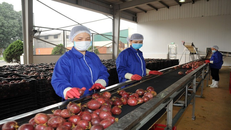 Le fruit de la passion est l'un des produits phares du Vietnam exportés vers l'UE. Photo : NDEL