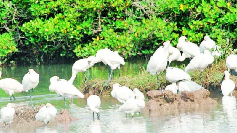 Le parc national de Xuan Thuy est surnommé la "gare internationale des oiseaux". Photo : NDEL