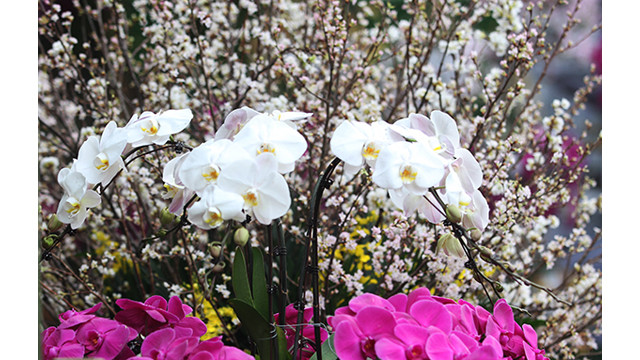 20 000 branches de fleurs de cerisier au jardin du Ri Ly Thai Tô ảnh 5
