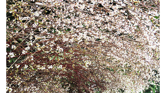 20 000 branches de fleurs de cerisier au jardin du Ri Ly Thai Tô ảnh 2