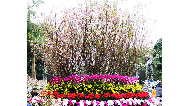 20 000 branches de fleurs de cerisier au jardin du Ri Ly Thai Tô ảnh 1