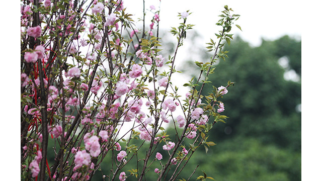 20 000 branches de fleurs de cerisier au jardin du Ri Ly Thai Tô ảnh 10