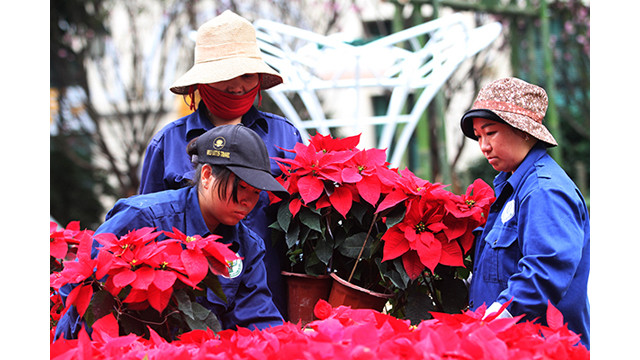 20 000 branches de fleurs de cerisier au jardin du Ri Ly Thai Tô ảnh 7
