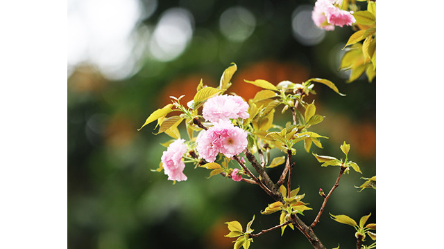 20 000 branches de fleurs de cerisier au jardin du Ri Ly Thai Tô ảnh 4