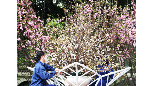 20 000 branches de fleurs de cerisier au jardin du Ri Ly Thai Tô ảnh 6