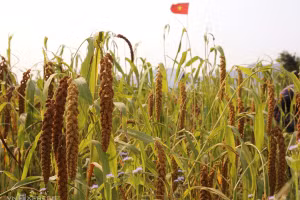 La saison du millet doré au bord de la rivière Son