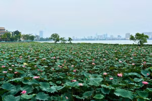 [Photos] Hanoï : la saison des lotus bat son plein au lac de l’Ouest 