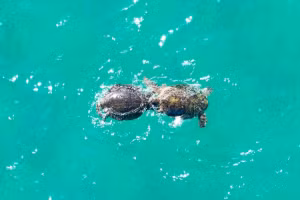 L’île de Bay Canh, principal site de ponte des tortues marines au Vietnam