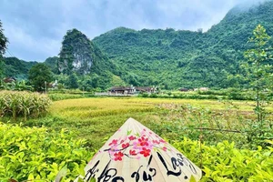 Des rizières dorées au cœur de la vallée du village touristique communautaire de Quynh Son.